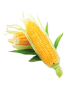 Yellow Corn