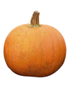 Big Moon Pumpkin