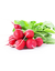 Red Radishes