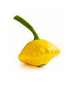 Patty Pan Squash