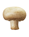 Organic White Mushrooms